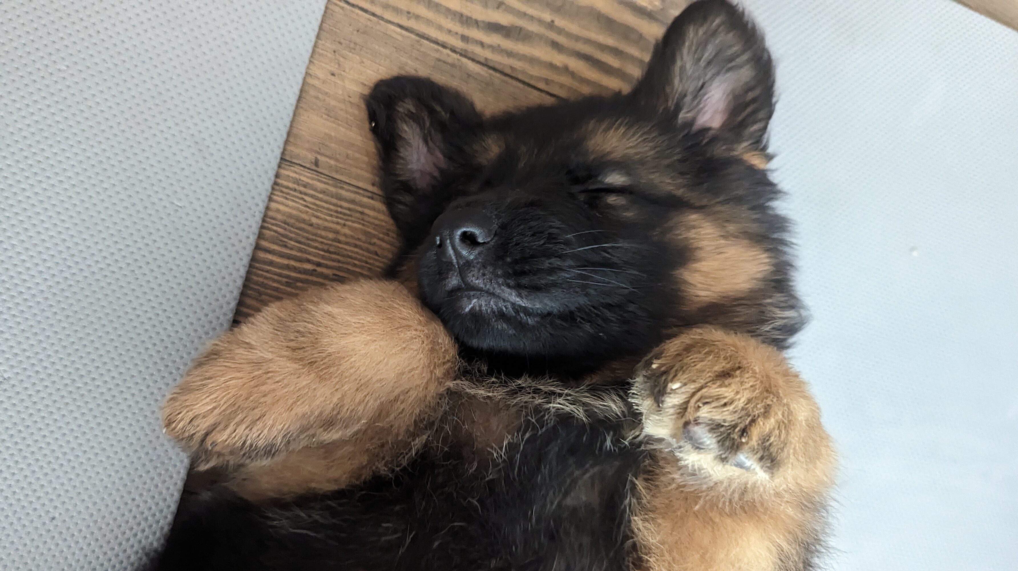 A puppy lies on the floor of a hotel in Paris.