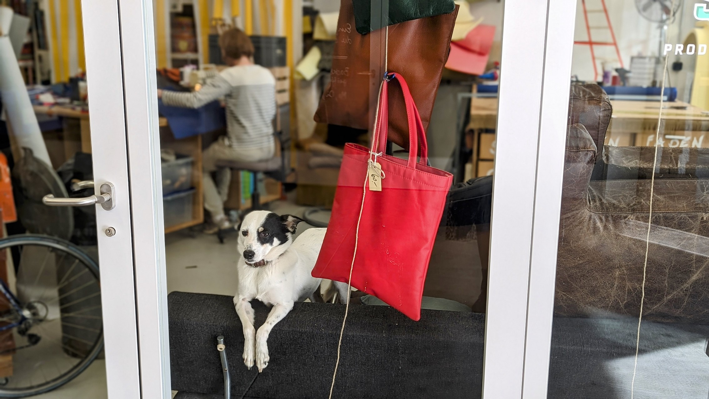 A small dog in a shop window in Zurich, Switzerland.